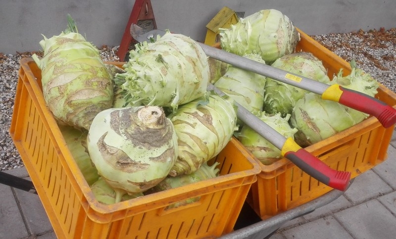 Koolrabi met kaas uit de oven