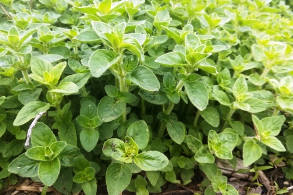 Oregano