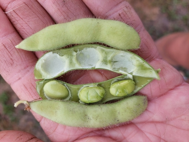 Edamame Green Shell