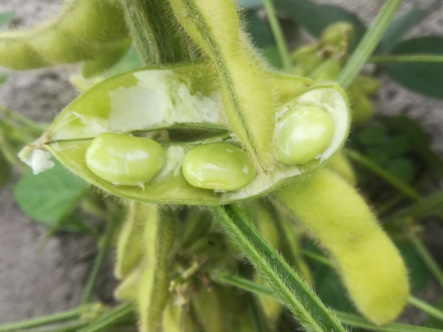 Edamame Edamame