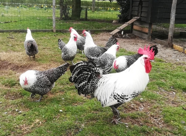 Brabantse boerderijkip