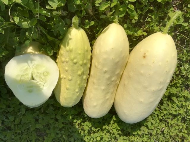 White Wonder White Wonder