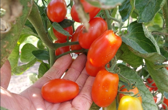 Snacktomaat 'Phiabella F1'