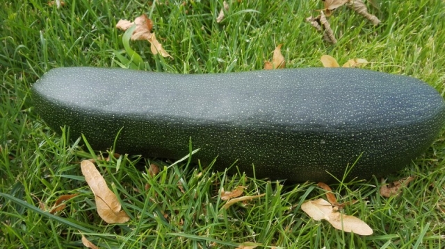 Zucchini