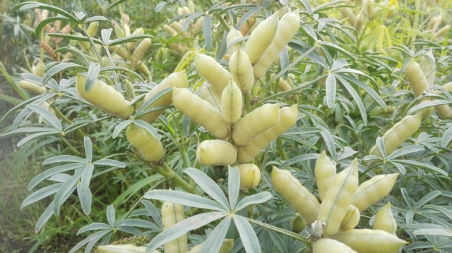 Boruta (blauwe lupine) Boruta (blauwe lupine)